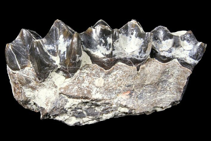 Oreodont (Merycoidodon) Jaw Section - South Dakota #128137